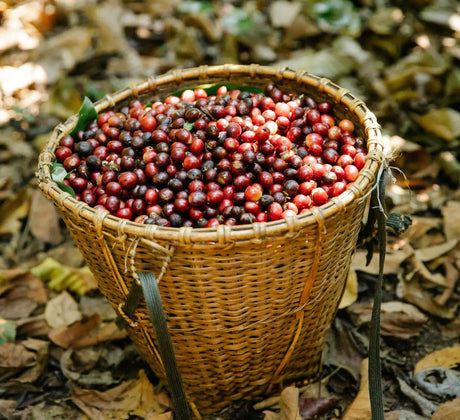 Ist Kaffee eine Kirsche?