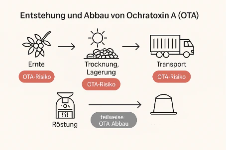OchratoxinA-Entstehung-Abbau-Grafik