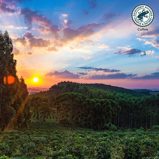 rainforest-cup-verde-sunset