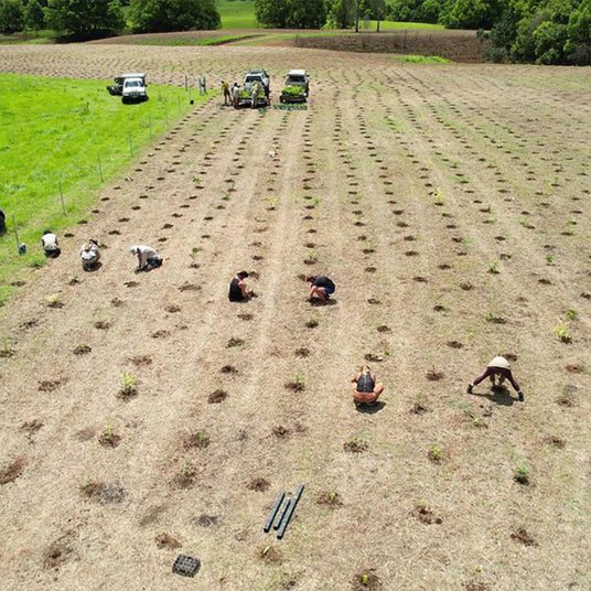 feld-menschen-baum-cup-verde