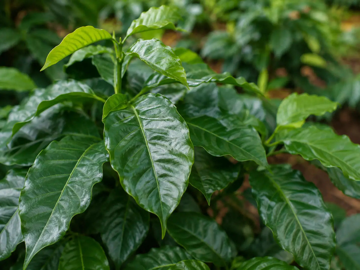 blatt-kaffeepflanze-cup-verde