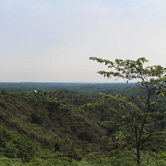 regenwald-aussicht-cup-verde