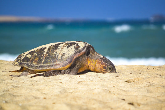 schildkroete-strand-cup-verde